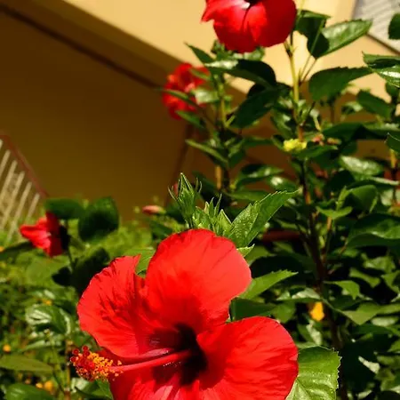 Hotel apartamentowy Melissa Garden